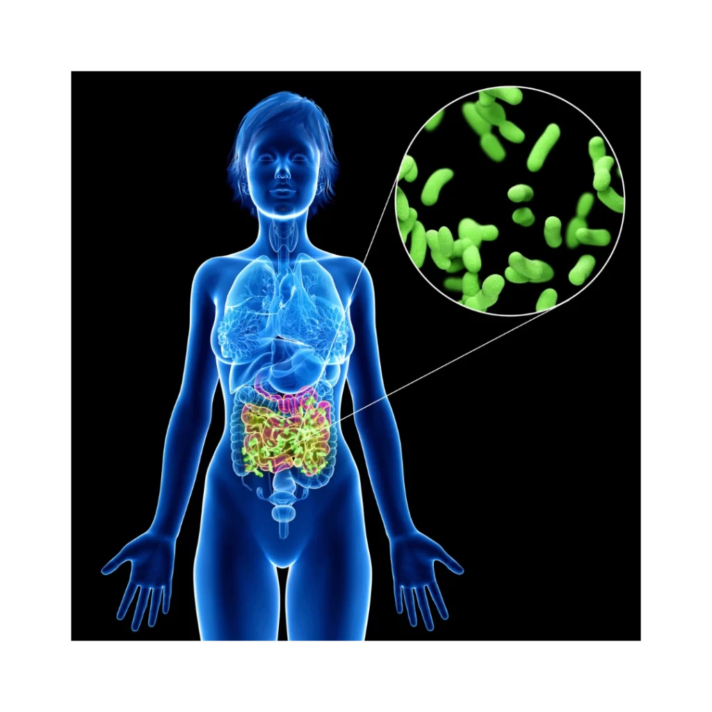 Microbiota Intestinal